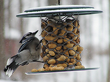 Spantek Metal Bird Cage